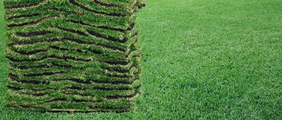 Expert yard cleanup service in Ocala, FL by Green Side Up Sod Services
