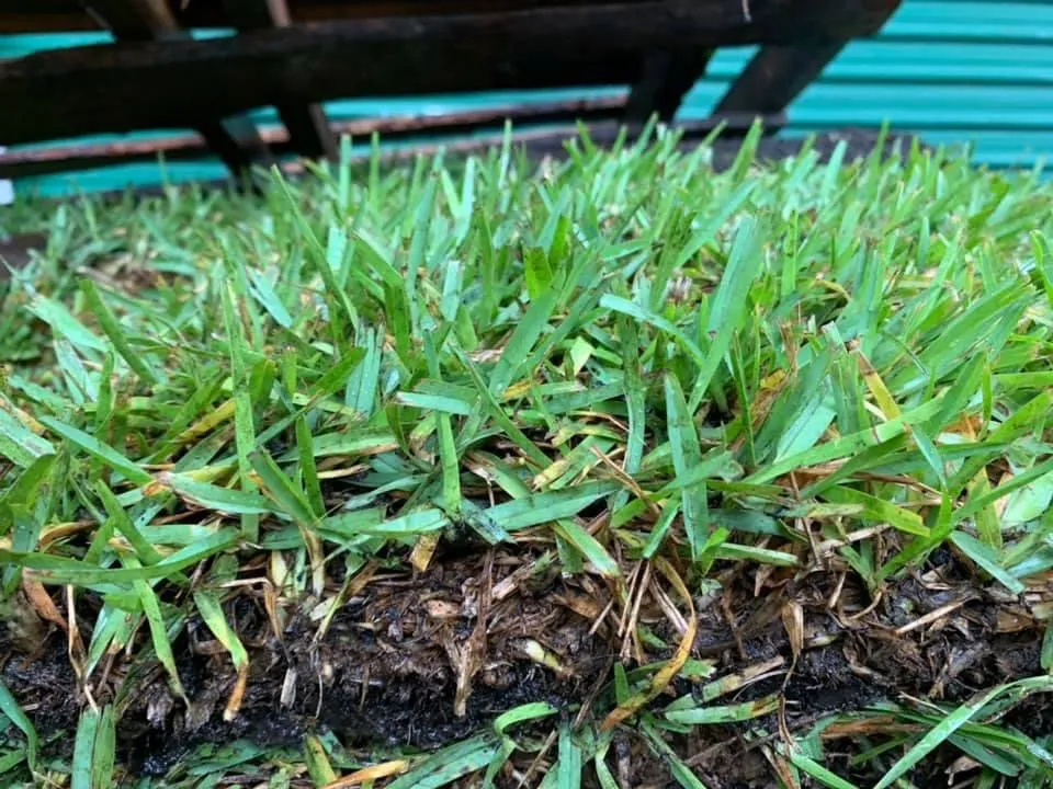 Trusted yard cleanup service in Ocala, FL - Green Side Up Sod Services