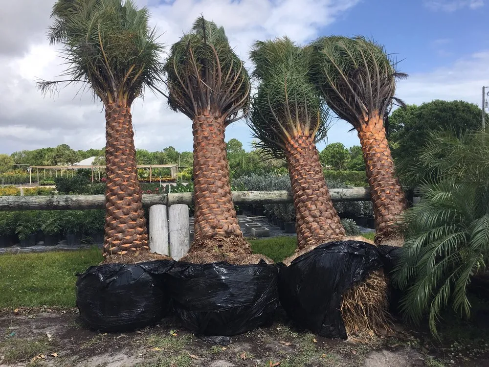 Expert yard cleanup service in Vero Beach, FL by Green Side Up