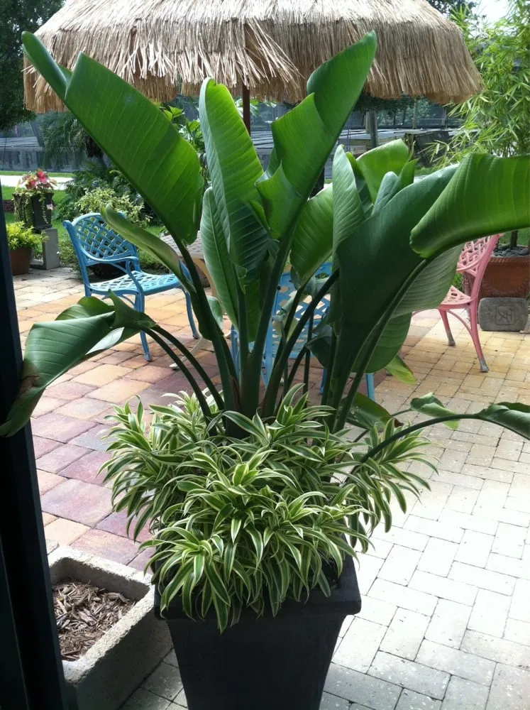 Professional yard cleanup service near you across Vero Beach, FL - Green Side Up