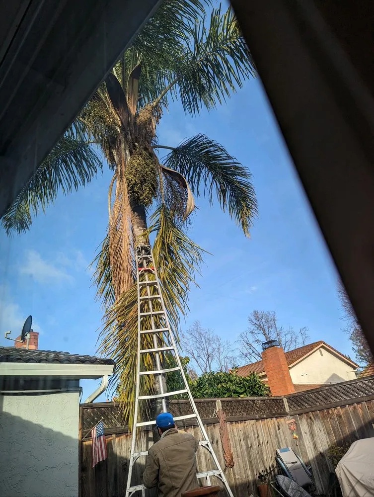 Top-rated landscape design near you across San Jose, CA - Green Sierra Landscaping