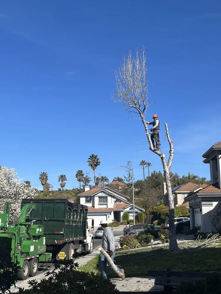 Top-rated yard maintenance with custom design across San Jose, CA - Green Sierra Landscaping