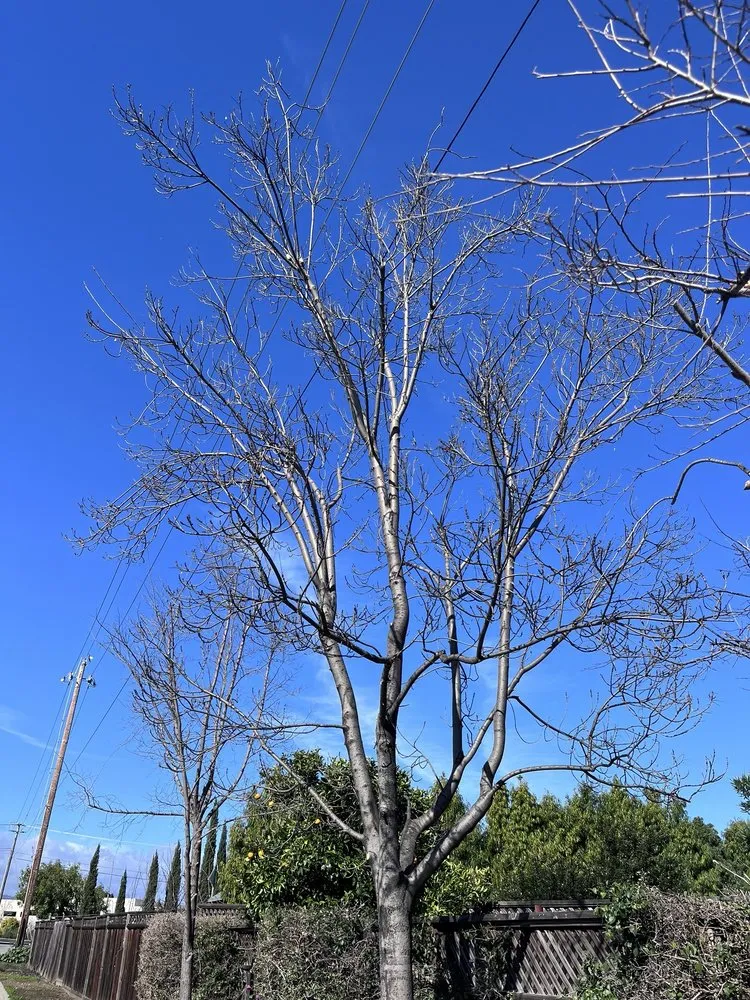 Top-rated landscaping services in San Jose, CA - Green Sierra Landscaping