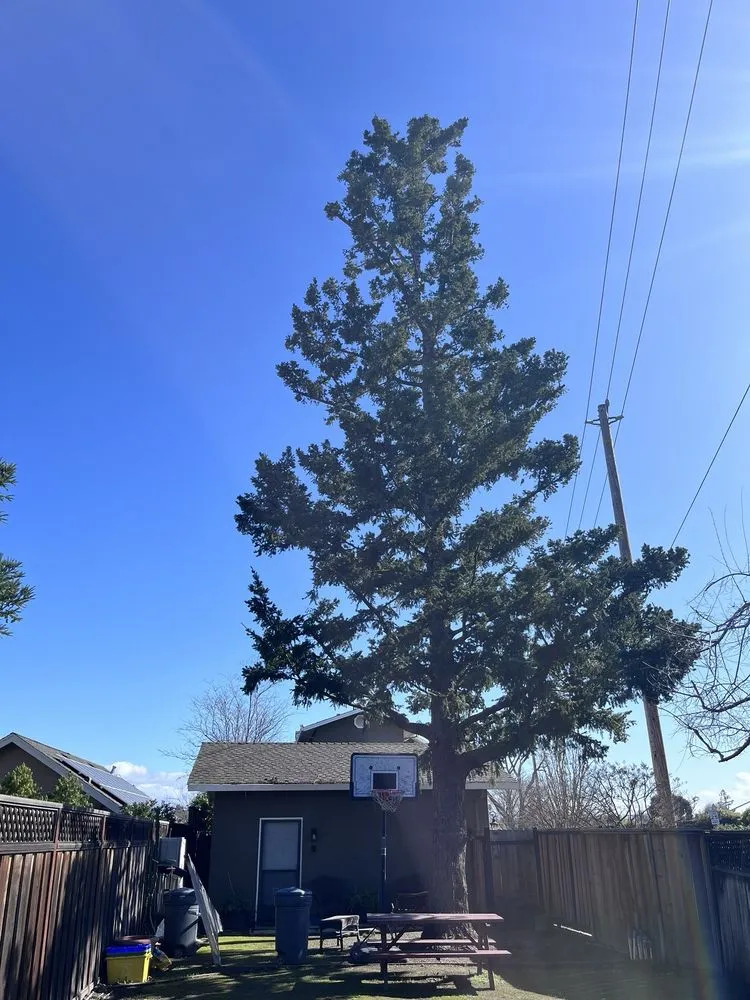 Custom residential landscaping in San Jose, CA - Green Sierra Landscaping