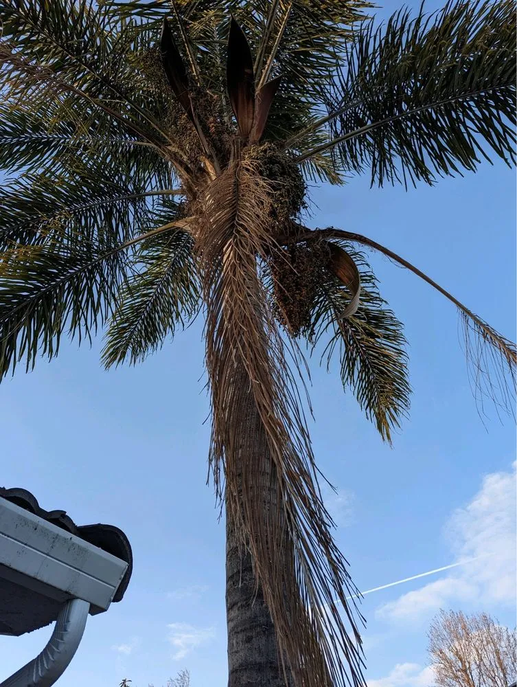 Reliable landscaping services for beautiful yards in San Jose, CA by Green Sierra Landscaping