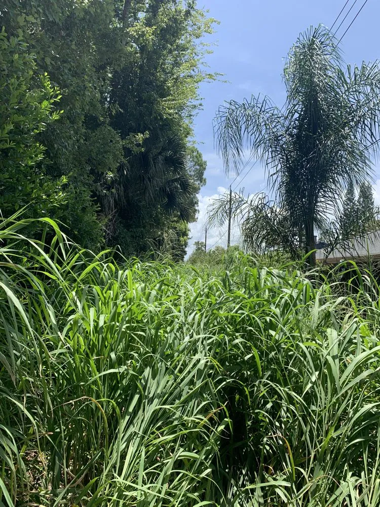 Local lawn care service for residential properties across Deltona, FL - Green sky landscaping