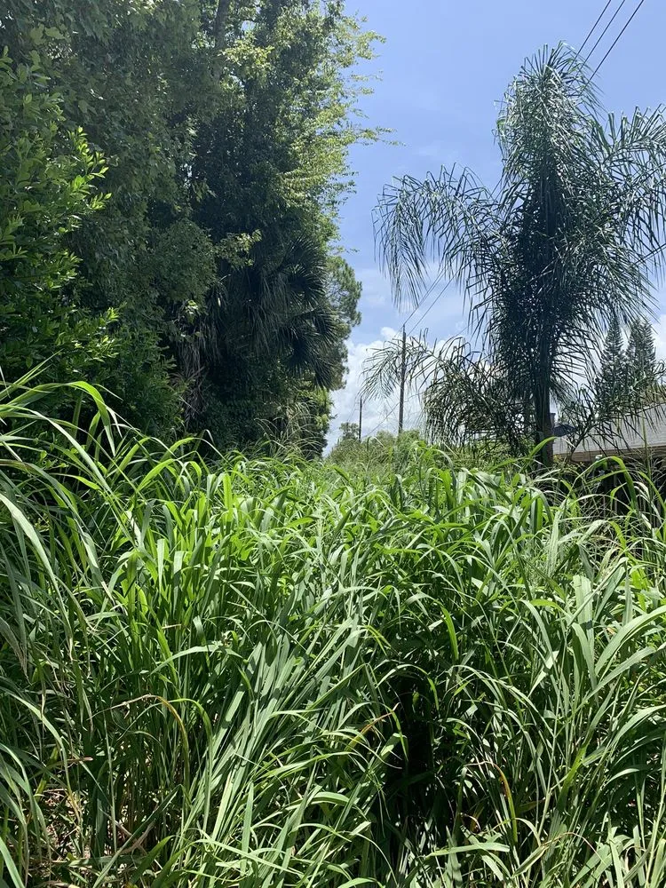 Top-rated landscape design in Deltona, FL - Green sky landscaping