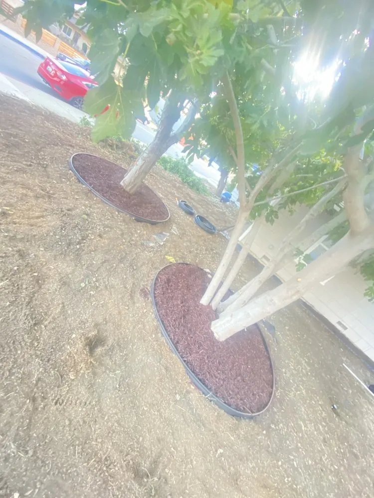 Custom lawn mowing service in Downey, CA by Green Solutions Landscape