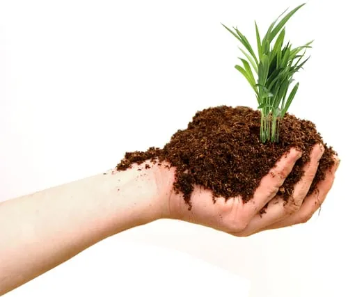 Local garden landscaping experts serving Tempe, AZ - Green Solutions Landscaping