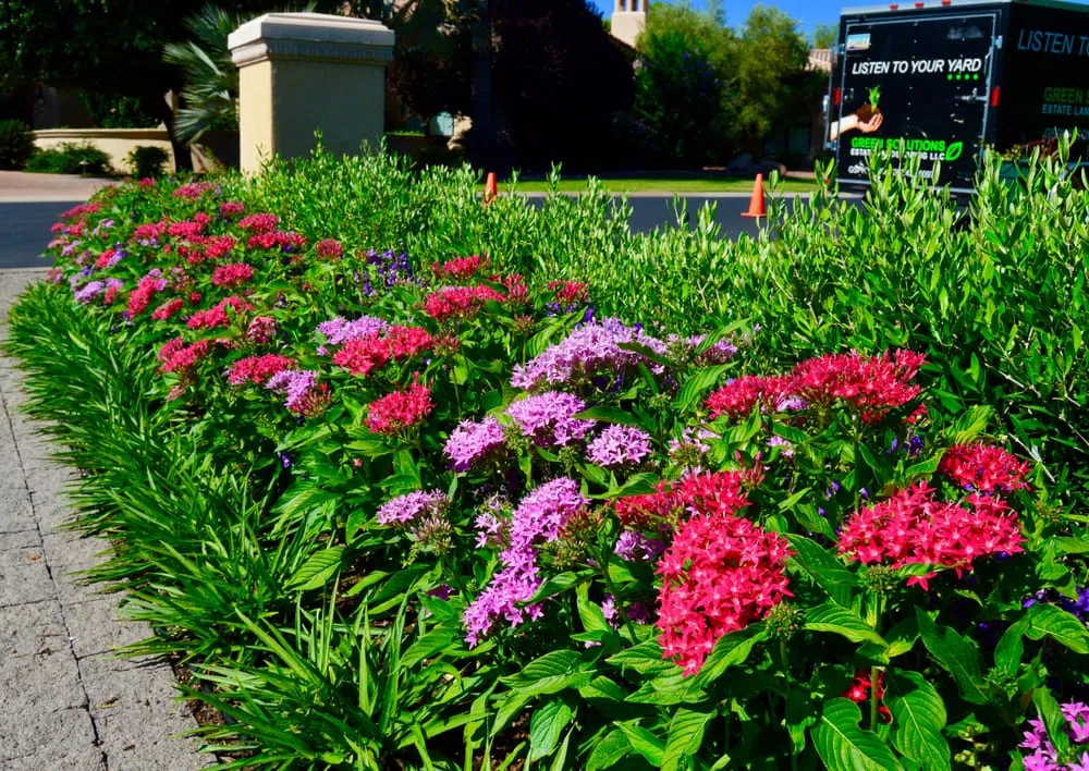 Professional outdoor landscaping in Tempe, AZ by Green Solutions Landscaping