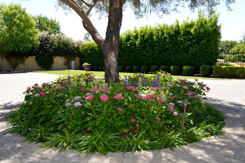 Expert residential landscaping for homes in Tempe, AZ by Green Solutions Landscaping