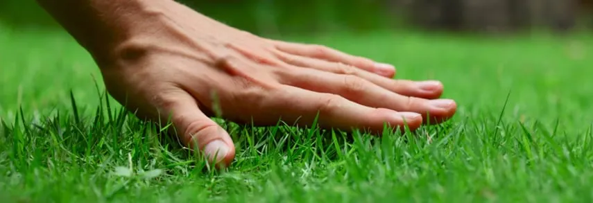 Custom lawn mowing service in Tempe, AZ by Green Solutions Landscaping