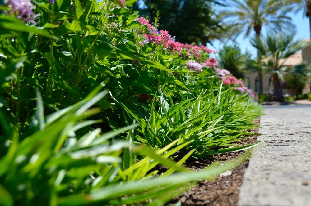 Reliable lawn mowing service in Tempe, AZ - Green Solutions Landscaping