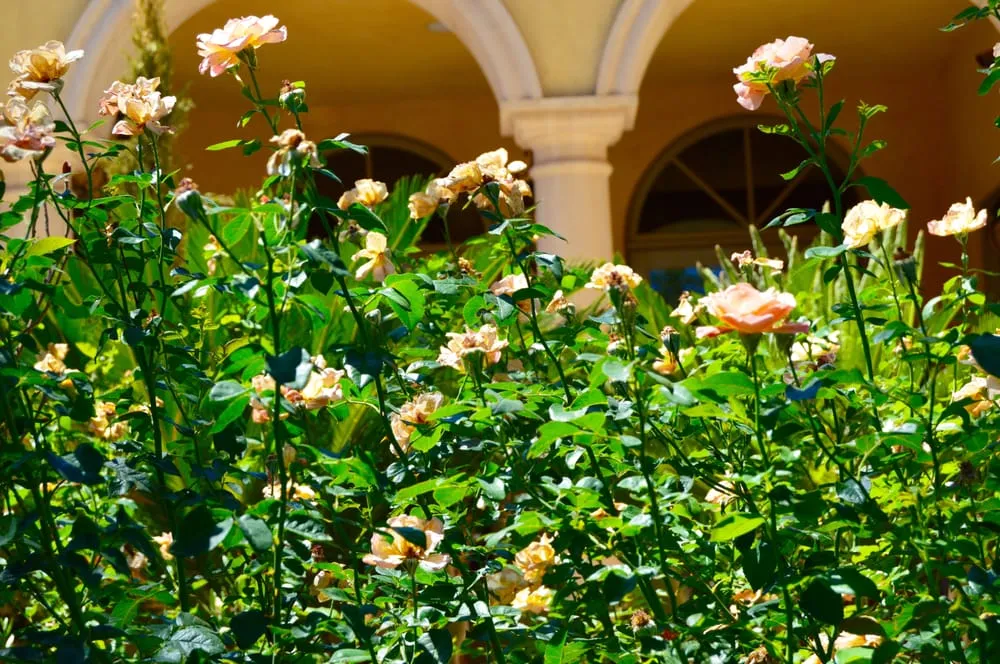 Expert lawn mowing service for homes across Tempe, AZ - Green Solutions Landscaping