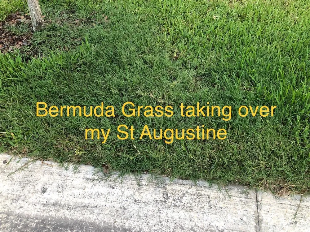Local yard cleanup service for homes across Tampa, FL - Green Solutions Lawn Care & Pest Control