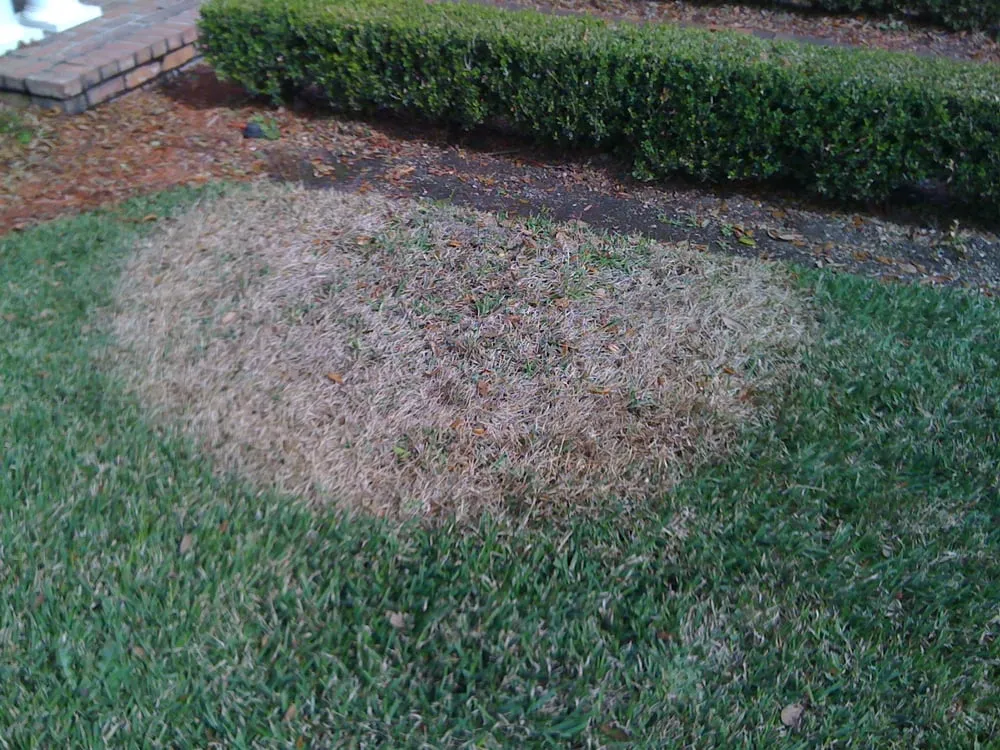 Expert outdoor landscaping for residential properties in Tampa, FL by Green Solutions Lawn Care & Pest Control