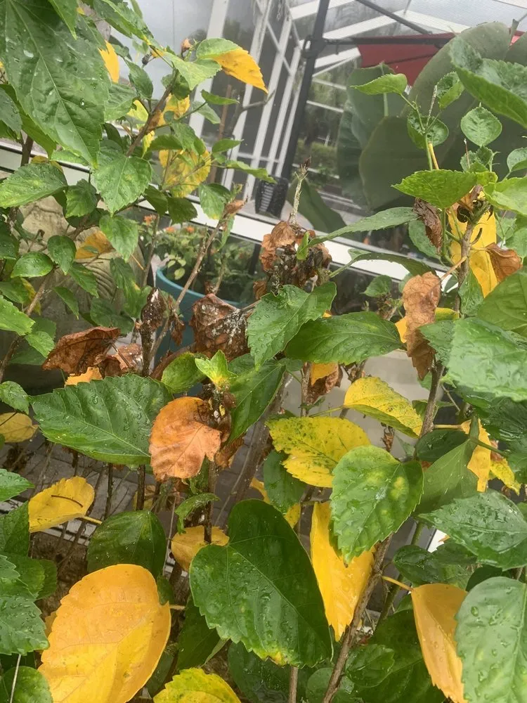 Reliable yard cleanup service for year-round maintenance in Tampa, FL by Green Solutions Lawn Care & Pest Control