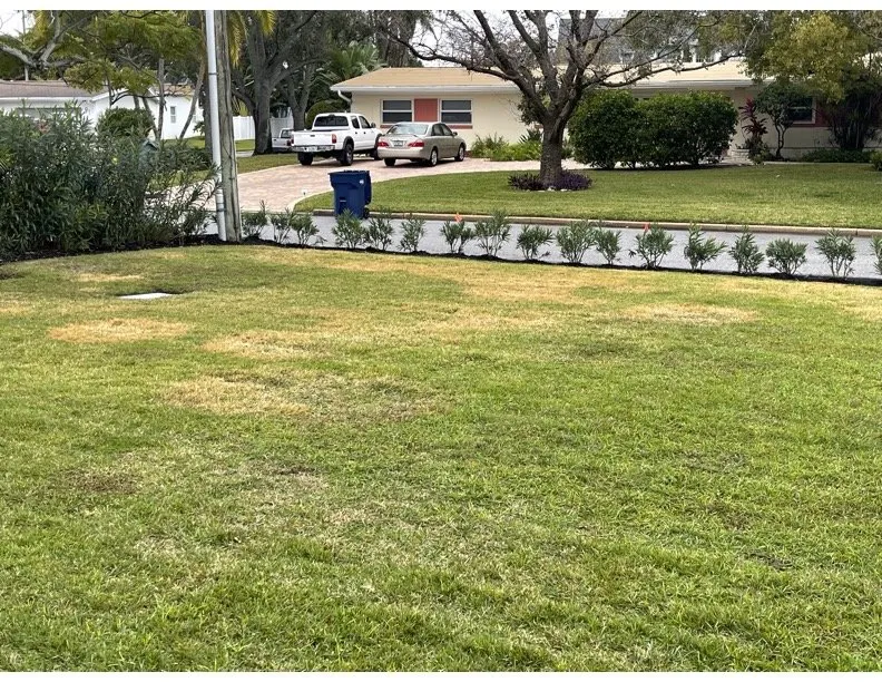 Professional garden landscaping in Tampa, FL by Green Solutions Lawn Care & Pest Control