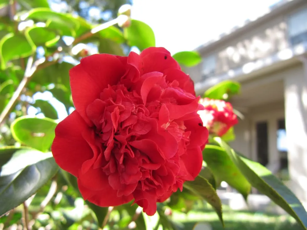 Trusted landscaping services near you in Tampa, FL by Green Solutions Lawn Care & Pest Control