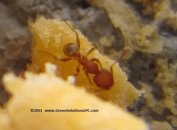 Local landscape design in Tampa, FL - Green Solutions Lawn Care & Pest Control