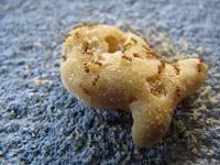 Reliable landscape installation in Tampa, FL by Green Solutions Lawn Care & Pest Control