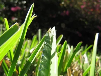 Affordable garden landscaping for beautiful yards in Tampa, FL by Green Solutions Lawn Care & Pest Control