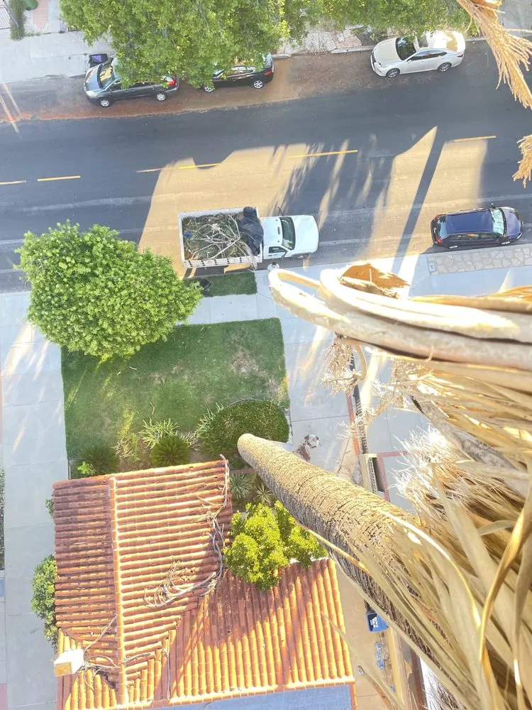 Affordable yard maintenance experts serving Pasadena, CA - Green Splendor Landscaping