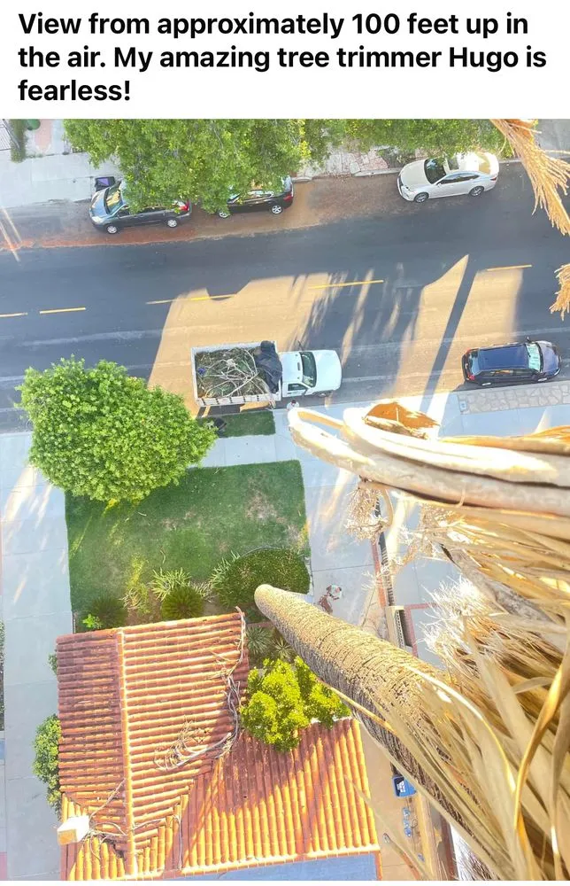 Reliable lawn care service in Pasadena, CA by Green Splendor Landscaping