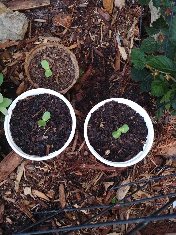 Local landscape design for year-round maintenance in Santa Fe Springs, CA by Green Sprouts