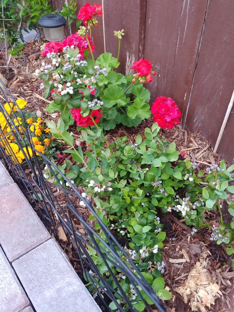 Reliable yard maintenance for residential properties across Santa Fe Springs, CA - Green Sprouts