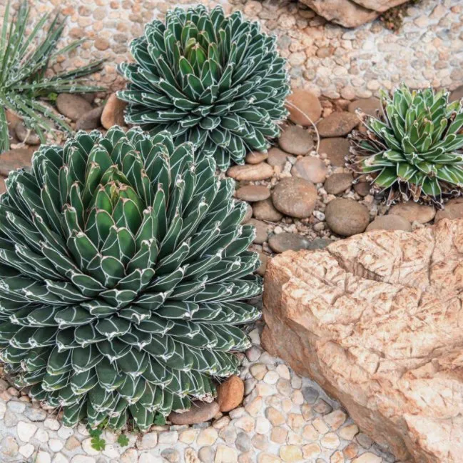 Affordable yard maintenance with custom design in Miramar, FL by Green Square Lawn