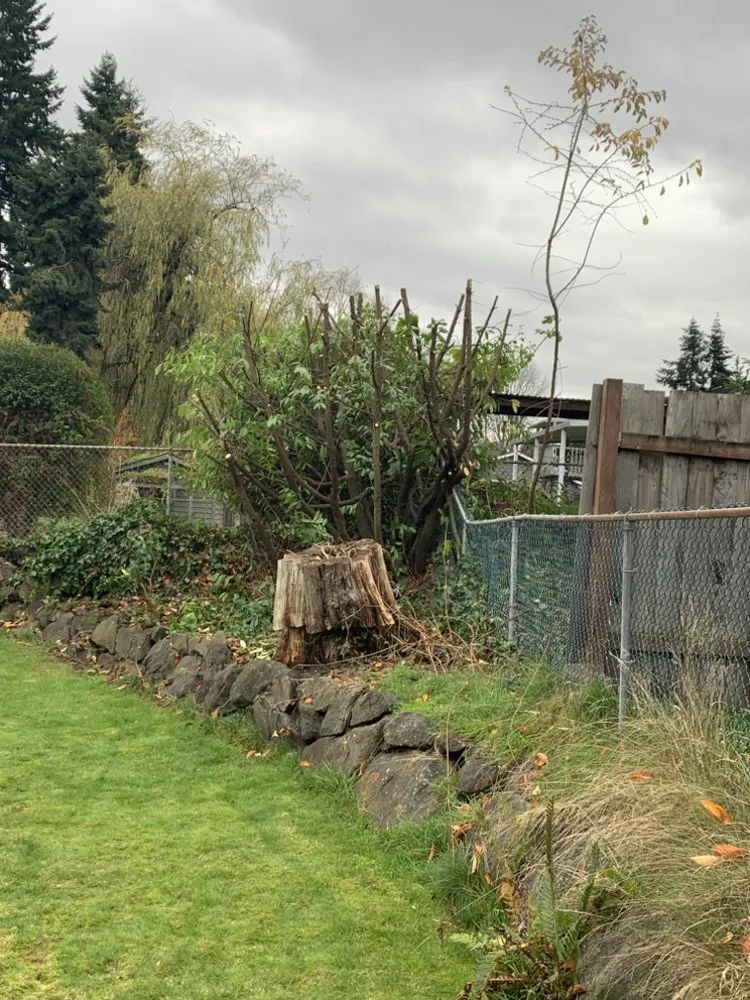 Custom yard cleanup service for outdoor upgrades in Des Moines, WA by Green Star Landscaping