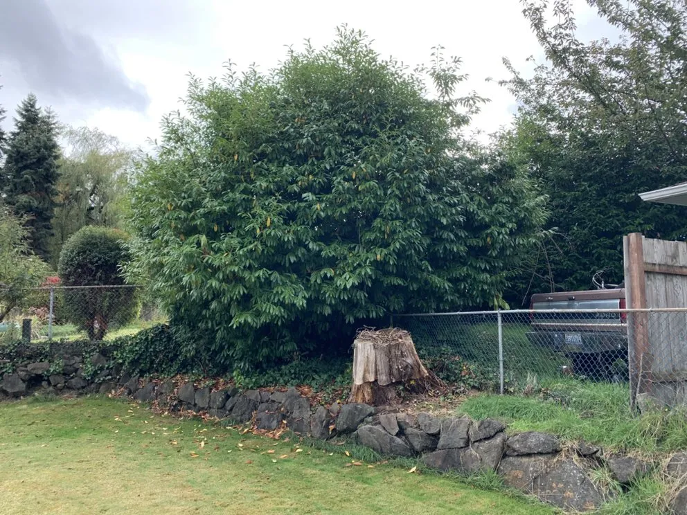 Professional yard maintenance in Des Moines, WA by Green Star Landscaping