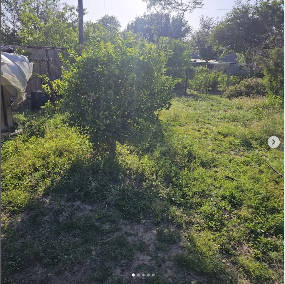 Affordable lawn mowing service in Mission, TX by Green Steel Lawn Care