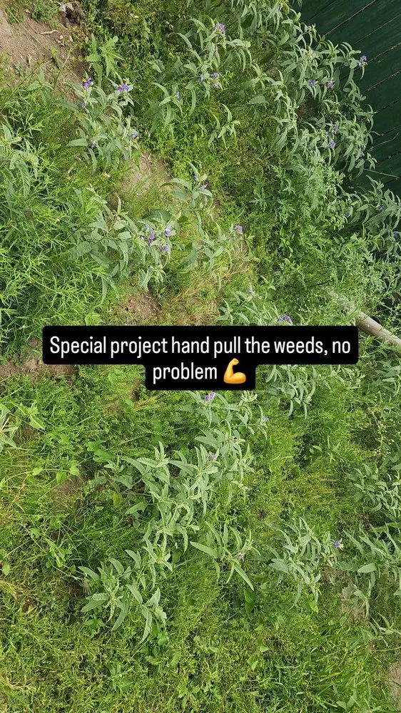 Reliable landscape design with custom design across Mission, TX - Green Steel Lawn Care