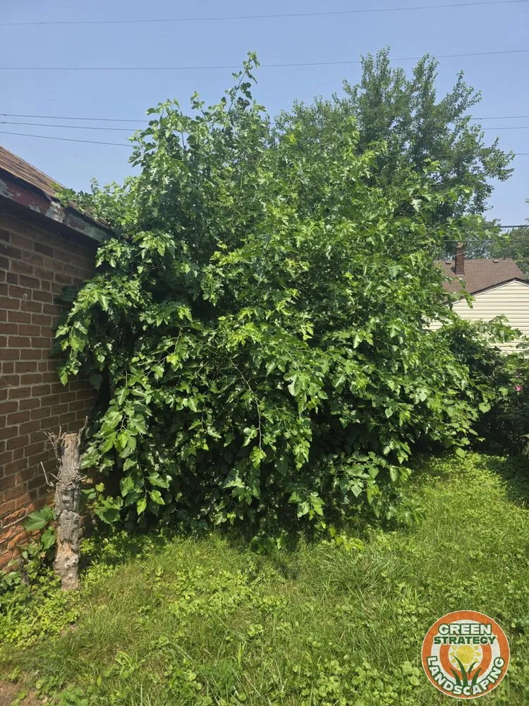 Reliable yard maintenance experts serving Detroit, MI - Green Strategy Landscaping