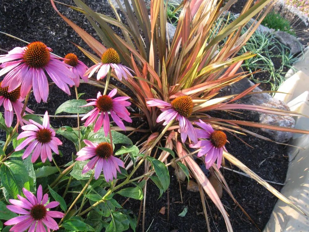 Affordable lawn care service in McKinleyville, CA by Green Sun Landscaping