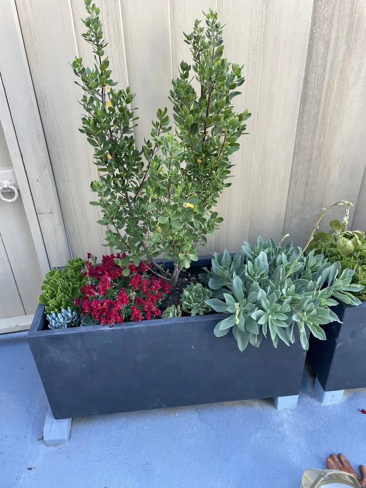 Trusted yard cleanup service in Richmond, CA - Green Sunsets