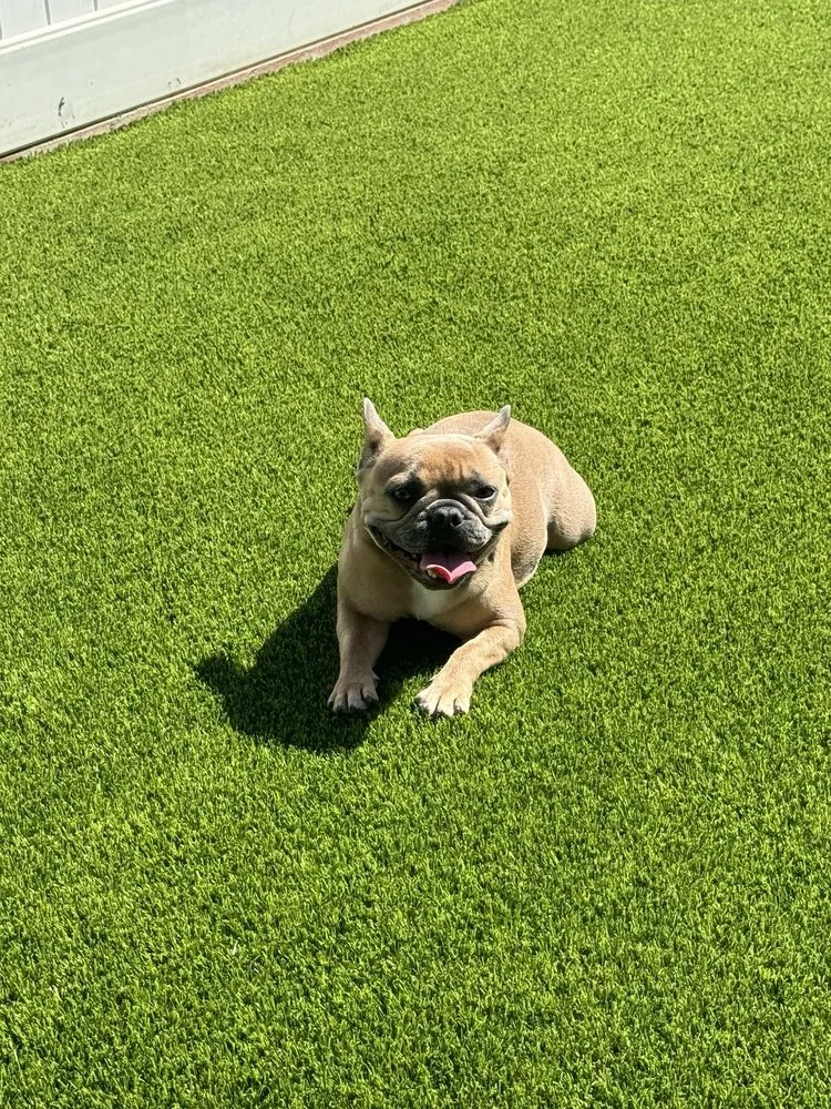 Reliable outdoor landscaping for beautiful yards in Spring Valley, CA by Green Synthetic Pros