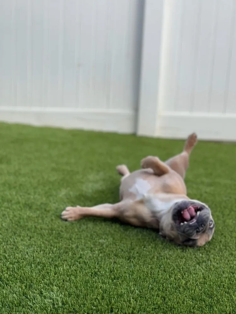 Professional lawn mowing service in Spring Valley, CA - Green Synthetic Pros