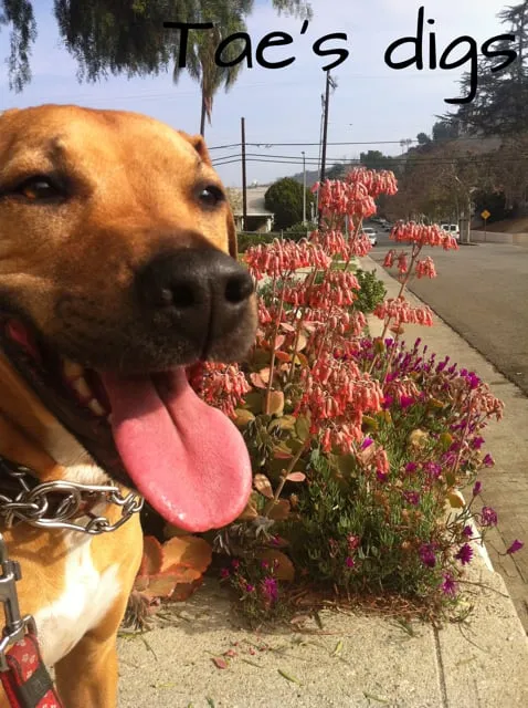 Top-rated residential landscaping in Portland, OR - Green T Design