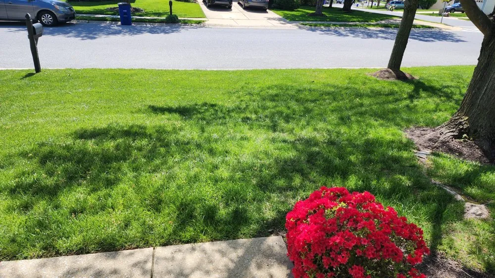 Professional yard cleanup service experts serving Frederick, MD - Green T Lawn Care