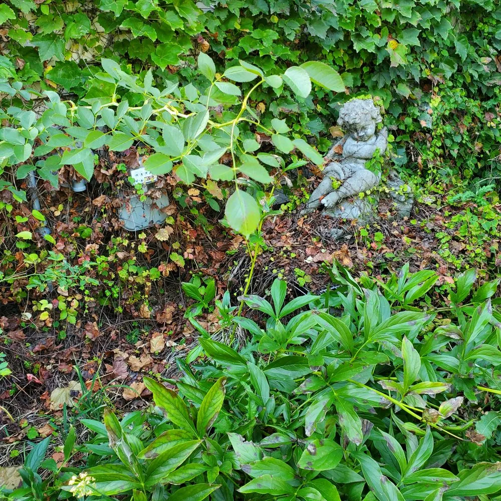 Top-rated outdoor landscaping for homes across Aurora, IL - Green T Services