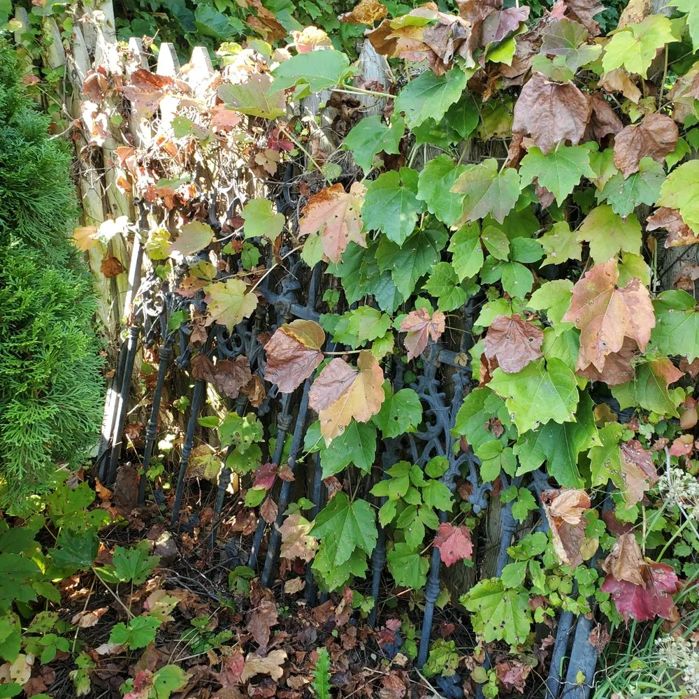 Expert yard cleanup service for outdoor upgrades across Aurora, IL - Green T Services