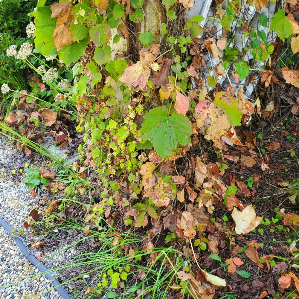 Affordable landscaping services in Aurora, IL - Green T Services