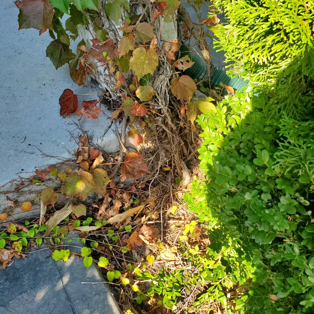 Reliable landscaping services for residential properties in Aurora, IL by Green T Services