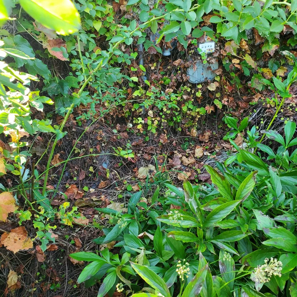 Affordable landscape design for outdoor upgrades in Aurora, IL by Green T Services