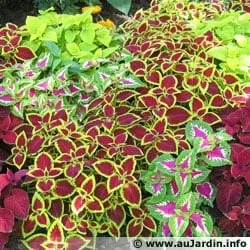 Top-rated landscape design for residential properties across Athens, GA - Green Team Landscaping and Horticultural Services