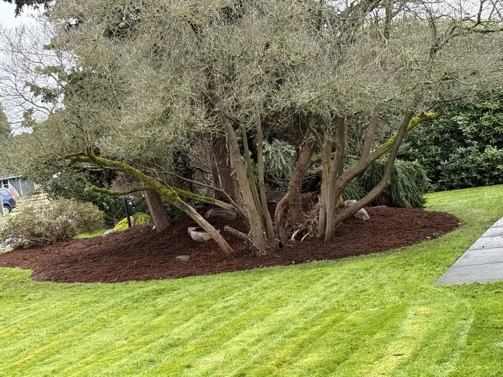 Affordable yard maintenance for residential properties across Spanaway, WA - Green Team Lawn Care