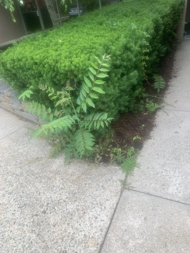 Professional yard cleanup service in Westbrook, CT - Green Team Lawn Care